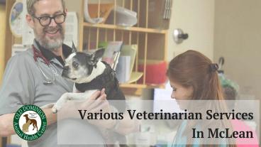 Various Veterinarian Services In McLean