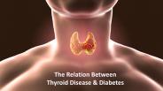 The Relation Between Thyroid Disease & Diabetes