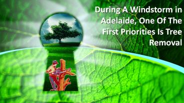 During A Windstorm in Adelaide, One Of The First Priorities Is Tree Removal