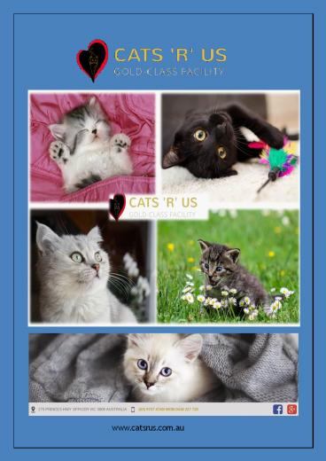 Why Should You Choose Cat Hotel For Your Cat on Your Next Trip? - Cats R Us