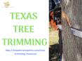 Texas Tree Trimming PowerPoint PPT Presentation