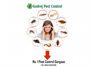 No. 1 Pest Control Gurgoan | +91-9811381458