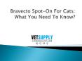 Bravecto Spot-On For Cats: What You Need To Know? PowerPoint PPT Presentation