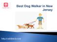 Best Dog Walker in New Jersey | Cuddly Tails PowerPoint PPT Presentation