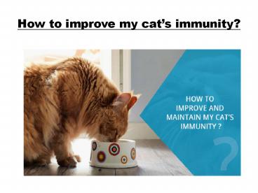 How to improve my cat's immunity?