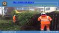 Professional Tree Surgeon in Essex PowerPoint PPT Presentation