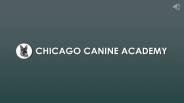 Best Dog Training Classes In Chicago, IL