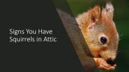 Signs You Have Squirrels in Attic