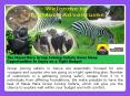 Masai Mara group joining safari PowerPoint PPT Presentation