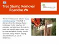 Tree Stump Removal Service in Roanoke, VA (1) PowerPoint PPT Presentation