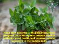 Certified Organic Oregano Oil PowerPoint PPT Presentation