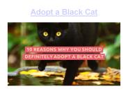 Adopt Black Cats