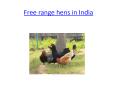 Free Range Hens in India PowerPoint PPT Presentation