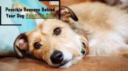 Possible Reasons Behind Your Dog Vomiting Bile