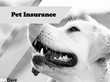 Best dog insurance plans Australia - PetCare