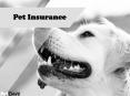 Best dog insurance plans Australia - PetCare PowerPoint PPT Presentation