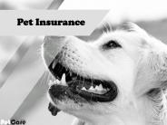 Best dog insurance plans Australia - PetCare