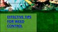 10 EFFECTIVE TIPS FOR WEED CONTROL PowerPoint PPT Presentation