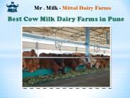 Best Cow Milk Dairy Farms in Pune
