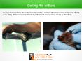 Getting Rid of Bat PowerPoint PPT Presentation
