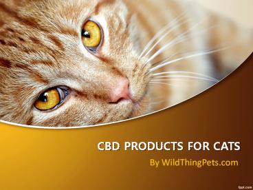 CBD PRODUCTS FOR CATS