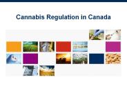 Grow Marijuana For Medical Purposes In Canada (1)
