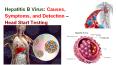 Hepatitis B Virus - Causes, Symptoms PowerPoint PPT Presentation