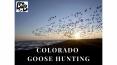 Colorado Goose Hunting PowerPoint PPT Presentation