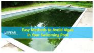 Easy Methods to Avoid Algae in Your Swimming Pool