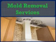 Mold Removal Services