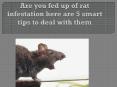 Are you fed up of rat infestation here are 5 smart tips to deal with them PowerPoint PPT Presentation
