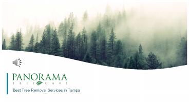 Tampa Tree Removal Services - Panorama Tree  Care