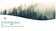 Tampa Tree Removal Services - Panorama Tree  Care
