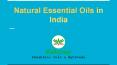 Natural Essential Oil Suppliers in India PowerPoint PPT Presentation