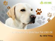 Top Reasons To Give Your Pet CBD Oil