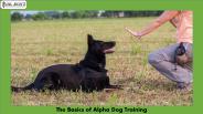 The Basics of Alpha Dog Training
