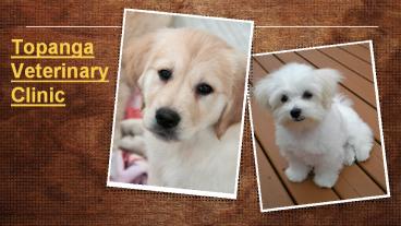 Topanga Veterinary Clinic | Topangaveterinaryc