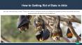 How to Getting Rid of Bats PowerPoint PPT Presentation