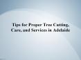 Tips for Proper Tree Cutting, Care, and Services in Adelaide PowerPoint PPT Presentation