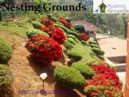 Homestay Chikmagalur_Nesting Grounds