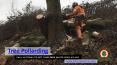 Tree Pollarding Service provided by Valiant Arborist PowerPoint PPT Presentation