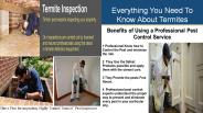 Everything You Need To Know About Termites (1)