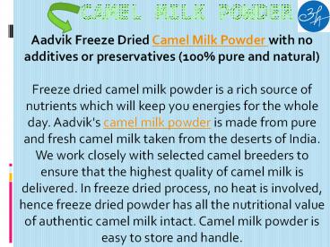 camel milk powder in india (1)