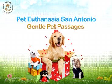 Pet Euthanasia San Antonio