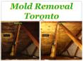 Mold Removal Toronto PowerPoint PPT Presentation