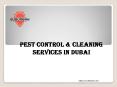 Pest control & Cleaning services Dubai PowerPoint PPT Presentation
