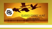Guided Goose Hunt Colorado