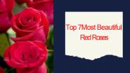 Arabianflorist