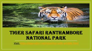 Tiger safari Ranthambore national park