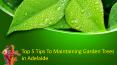Top 5 Tips To Maintaining Garden Trees in Adelaide PowerPoint PPT Presentation